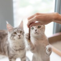 木天蓼潔齒棒